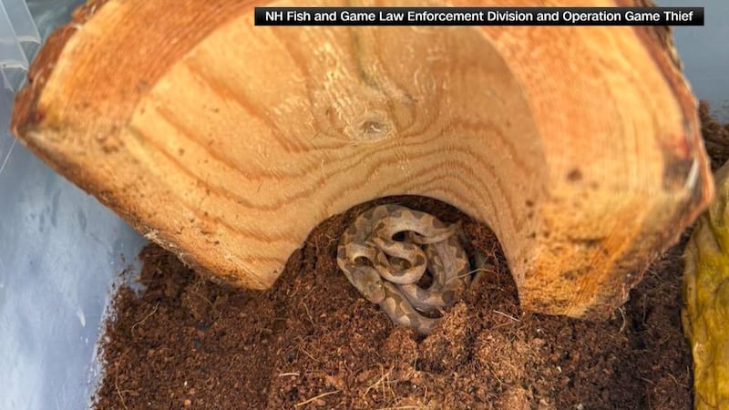 Wildlife officials say a two-foot-long snake was found hidden inside a box of bananas at a...